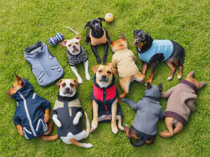 Top Durable Clothing Options for Large Dog Breeds